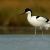 Tenkozobec opacny - Recurvirostra avosetta - Pied Avocet 7201u